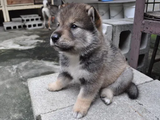 四国犬のサムネイル画像6