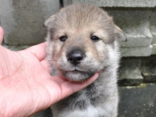 四国犬の子犬販売