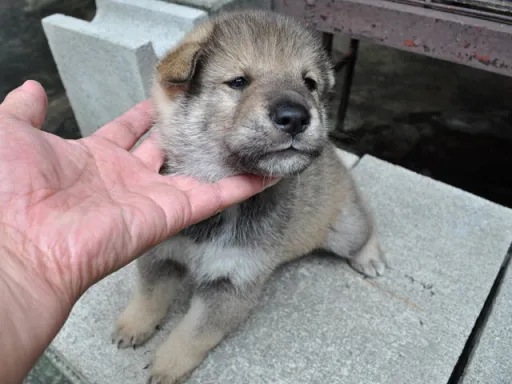 四国犬の子犬販売