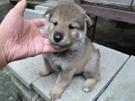 四国犬の子犬販売