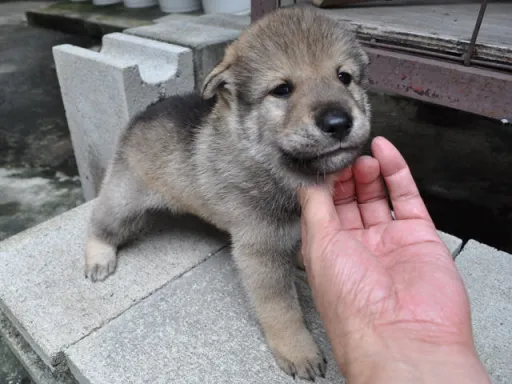 四国犬の子犬販売