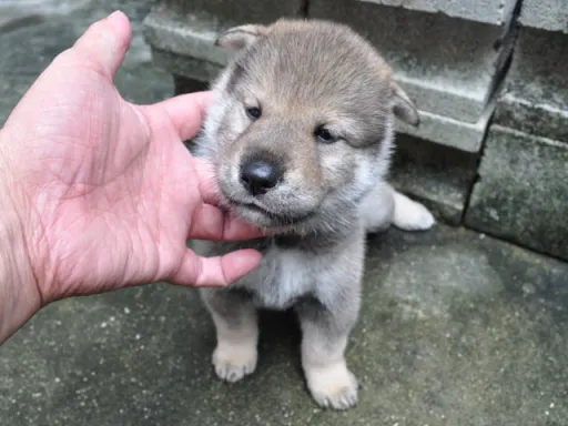 四国犬の子犬販売