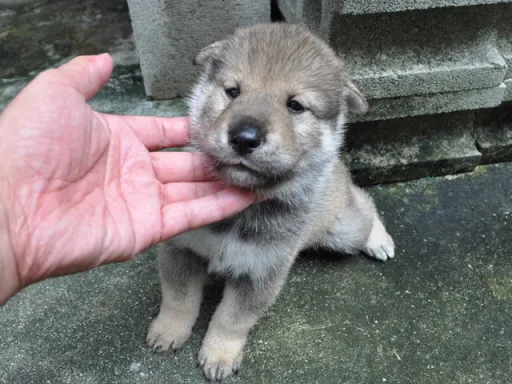 四国犬の子犬販売