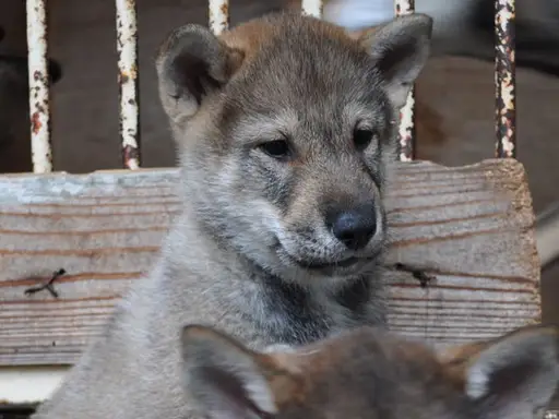四国犬の子犬販売
