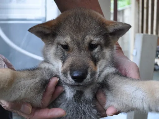 四国犬のサムネイル画像2