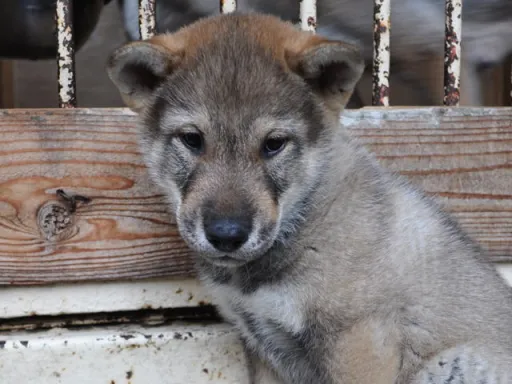 四国犬のサムネイル画像3
