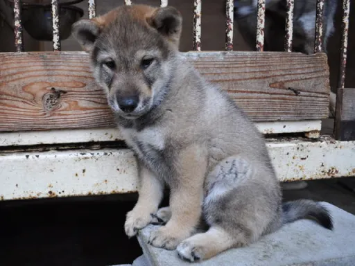四国犬のサムネイル画像4