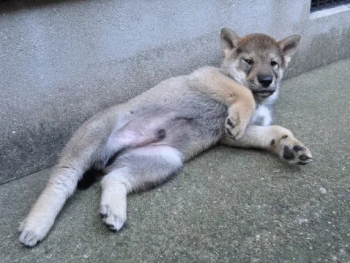 四国犬のサムネイル画像5