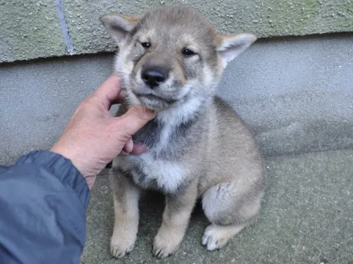 四国犬のサムネイル画像6