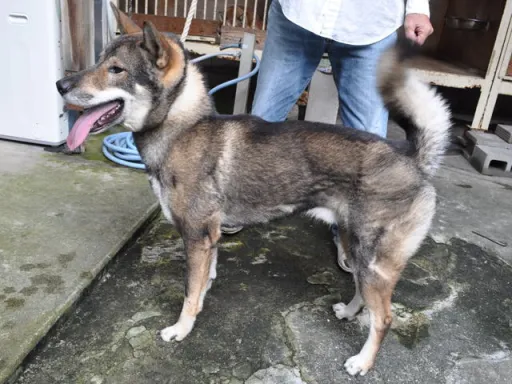 四国犬のサムネイル画像7