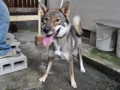 四国犬のサムネイル画像8