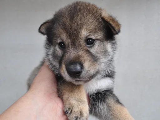 四国犬の子犬販売