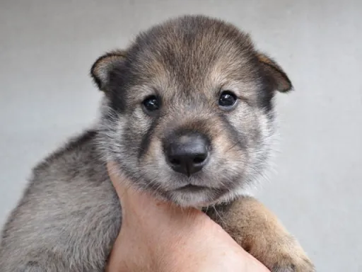 四国犬の子犬販売