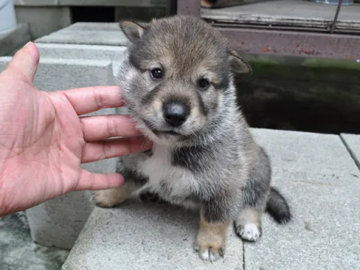 四国犬の子犬販売