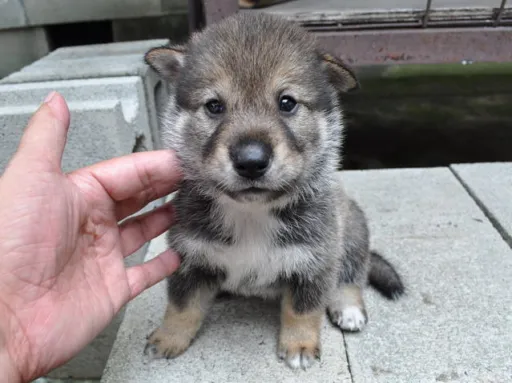 四国犬の子犬販売