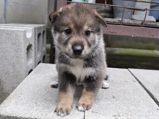 四国犬の子犬販売