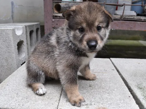 四国犬の子犬販売