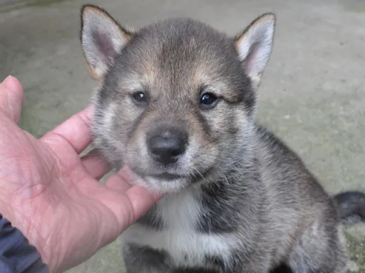 四国犬の子犬販売