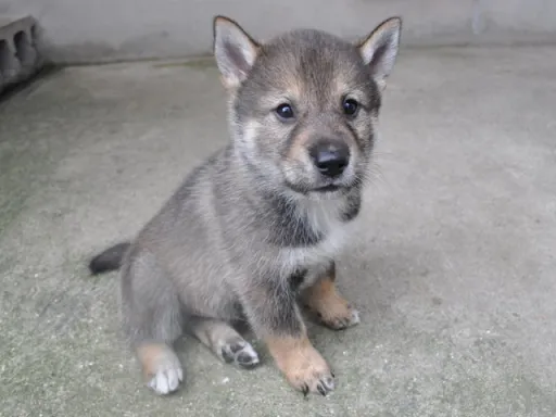 四国犬の子犬販売