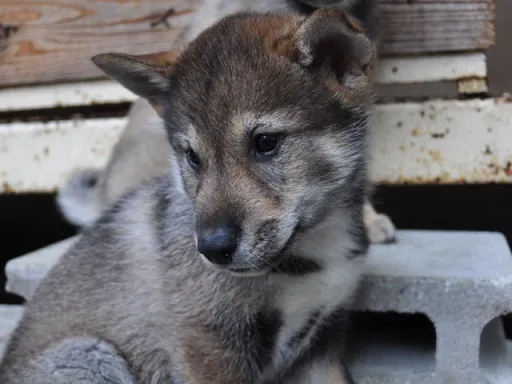 四国犬のサムネイル画像2