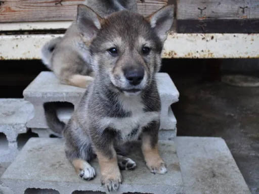 四国犬のサムネイル画像3