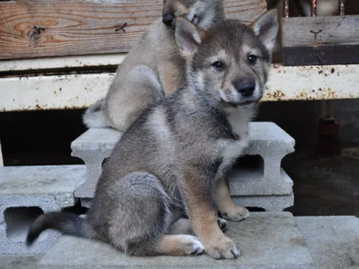 四国犬のサムネイル画像4