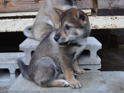 四国犬のサムネイル画像5