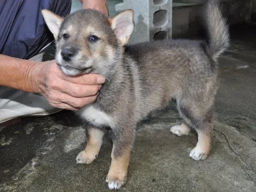 四国犬のサムネイル画像6