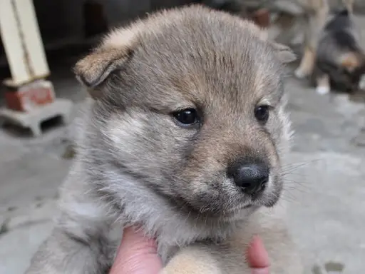 四国犬の子犬販売