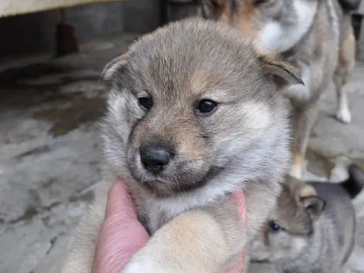 四国犬のサムネイル画像2