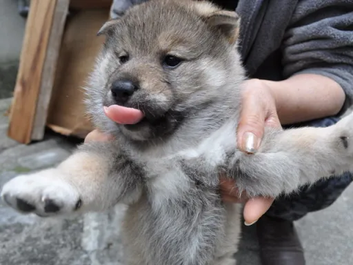 四国犬のサムネイル画像3