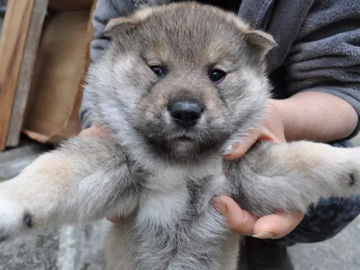 四国犬のサムネイル画像4