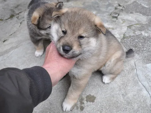 四国犬のサムネイル画像5