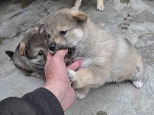 四国犬のサムネイル画像6