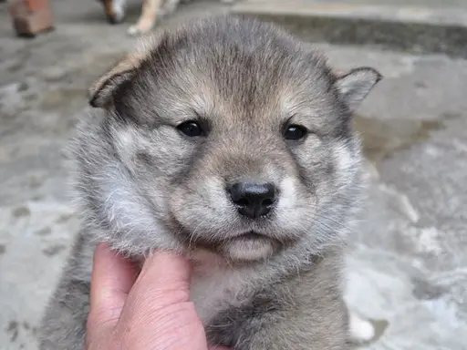 四国犬の子犬販売