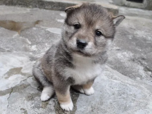 四国犬のサムネイル画像2