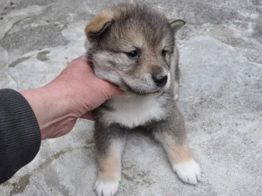 四国犬のサムネイル画像3