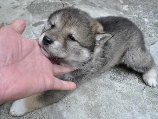四国犬のサムネイル画像4