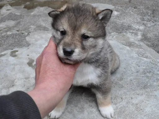 四国犬のサムネイル画像5