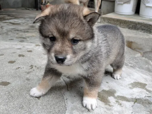 四国犬のサムネイル画像6