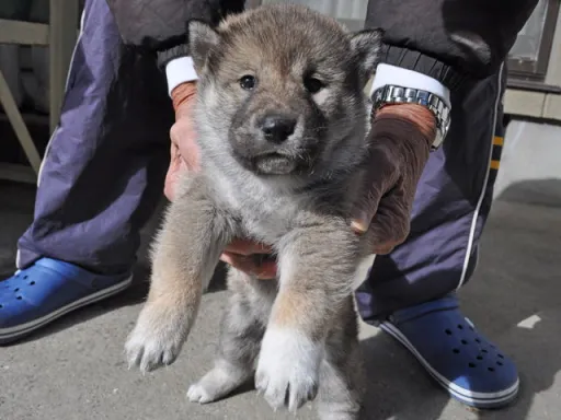 四国犬のサムネイル画像1