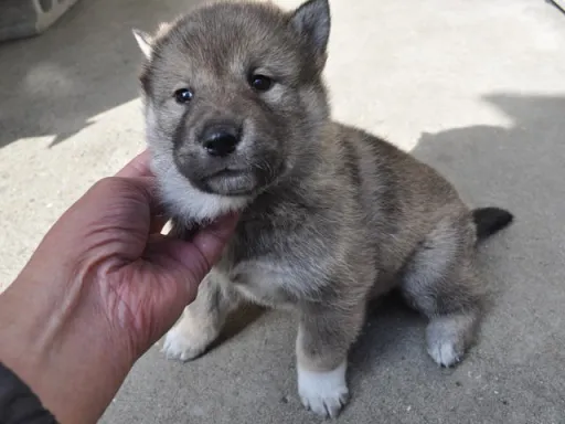 四国犬のサムネイル画像2