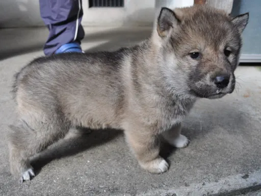四国犬のサムネイル画像4