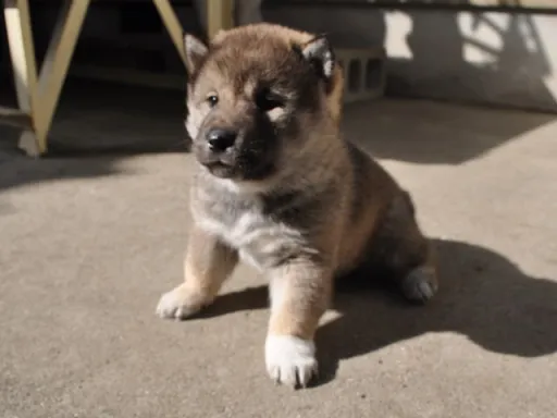 四国犬のサムネイル画像5