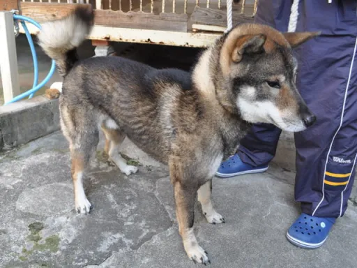 四国犬のサムネイル画像6