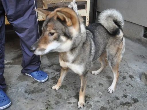 四国犬のサムネイル画像7