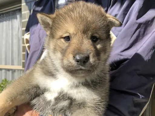 四国犬のサムネイル画像1