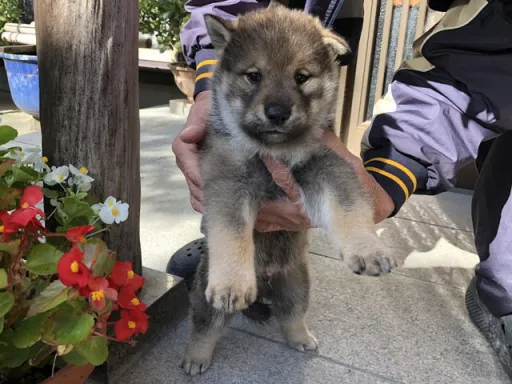 四国犬のサムネイル画像2