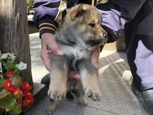 四国犬のサムネイル画像3