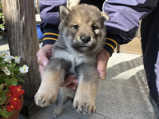 四国犬のサムネイル画像4